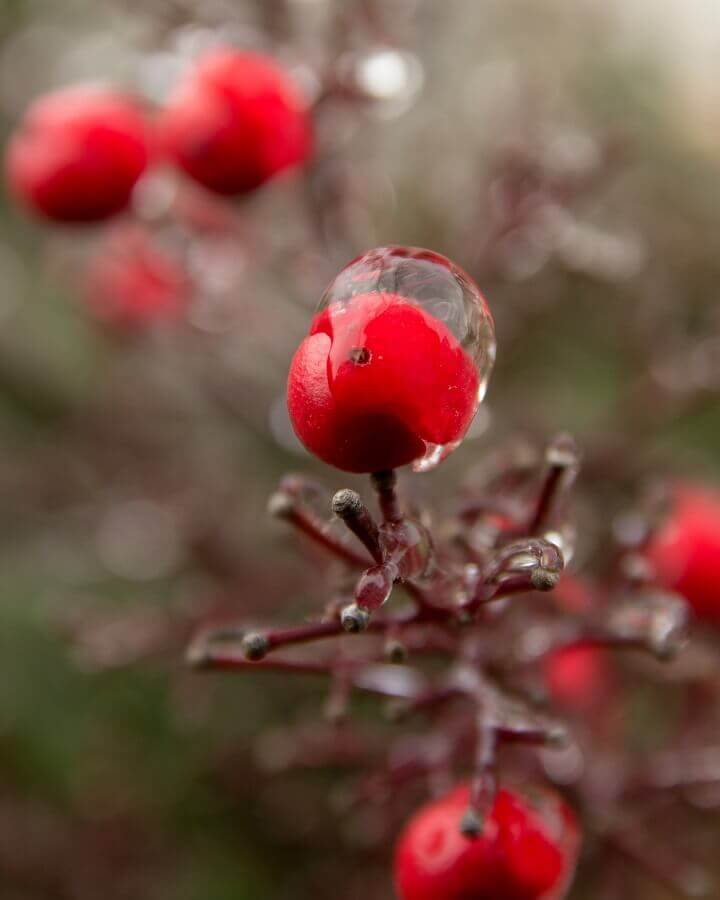 Macro shot of frost and berries